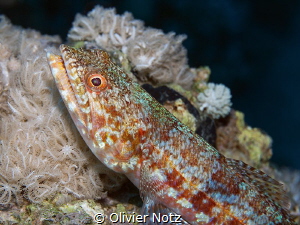 Variegated lizardfish by Olivier Notz 